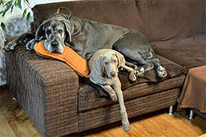 zwei-doggen-auf-couch-hunden-grenzen-setzen