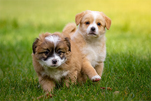 Zwei im Gras spielende Welpen in der Heidelberger Hundeschule Julie & Bonni.
